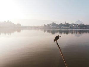 best hostel in Pushkar