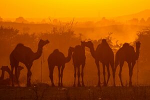 best hostel in Pushkar