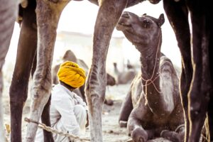 best hostel in Pushkar